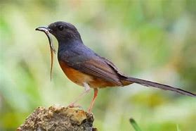 Makanan Burung Murai Batu