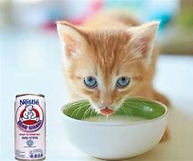 Susu Bear Brand Untuk Kucing Sakit